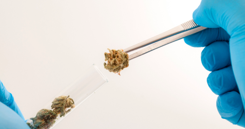 Why Canadian Cannabis Labs Are Seeking Accreditation: A Q&A With Andrew Adams